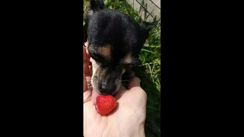 VID_99440817_165957_124.mp4