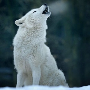 Бледный Волк